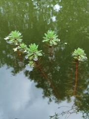 Myriophyllum aquaticum