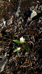 Claytonia multiscapa pacifica