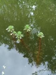 Myriophyllum aquaticum