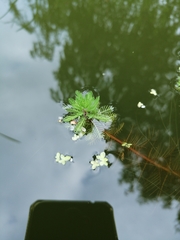 Myriophyllum aquaticum