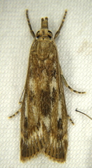 Occidentalia comptulatalis