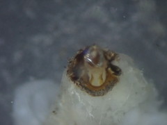 Grapholita funebrana