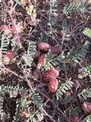 Astragalus subcinereus