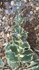 Eryngium planum