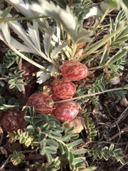 Astragalus subcinereus