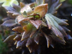 Euphrasia cockayneana