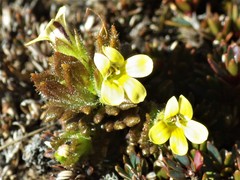 Euphrasia cockayneana