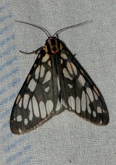 Callindra nyctemerata