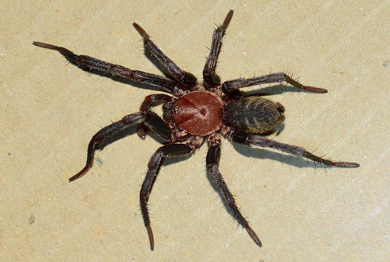 Diplura rodrigoi