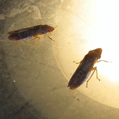 Homalodisca liturata