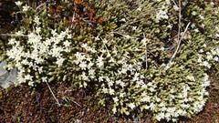 Kelleria villosa
