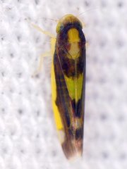 Eupteryx flavoscuta