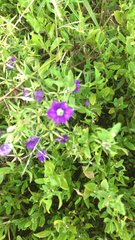 Legousia