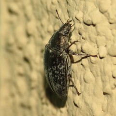 Pechalius dentiger