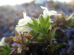 Euphrasia cockayneana