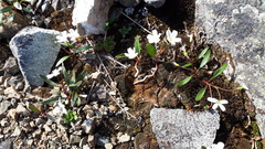 Claytonia multiscapa pacifica