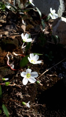 Claytonia multiscapa pacifica