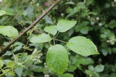 Rubus pilifer