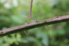 Rubus pilifer