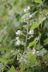 Rubus pilifer