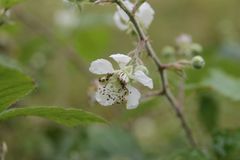 Rubus pilifer