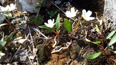 Claytonia multiscapa pacifica