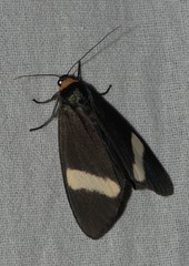 Macrobrochis albifascia