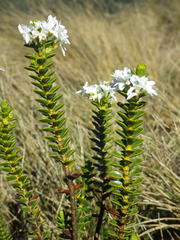 Veronica pauciramosa