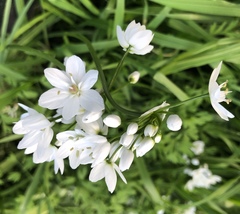 Allium neapolitanum
