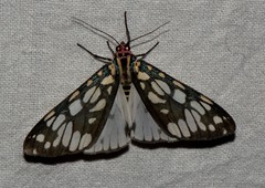 Callindra nyctemerata