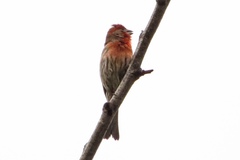 Haemorhous mexicanus