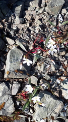 Claytonia multiscapa pacifica