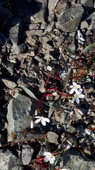 Claytonia multiscapa pacifica