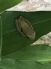 Hyla squirella