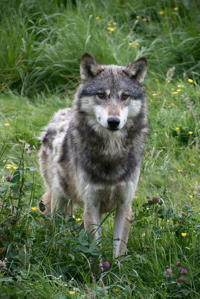 northwestern wolf