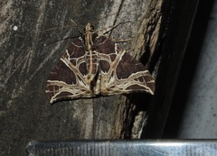 Ecliptopera rectilinea