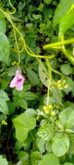 Ipomoea mauritiana