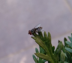 Miltogramma taeniata