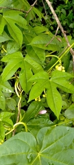 Ipomoea mauritiana