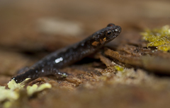 Desmognathus imitator