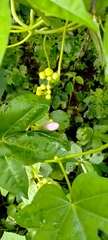 Ipomoea mauritiana