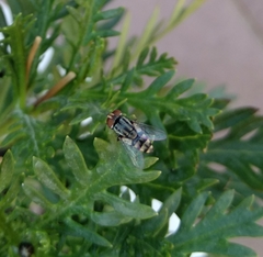 Miltogramma taeniata