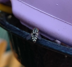 Miltogramma taeniata