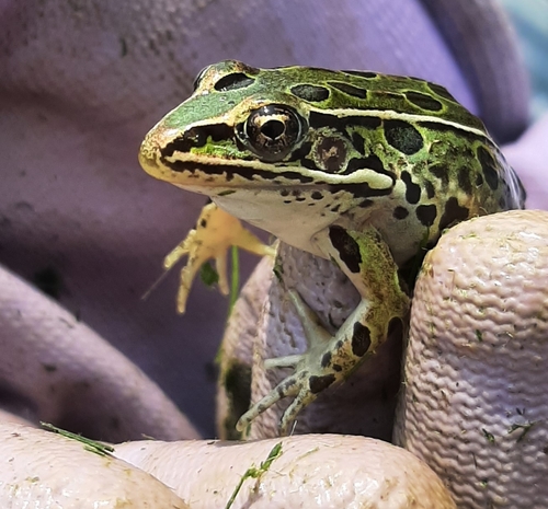 Northern Leopard Frog photographed in Rhode Island
