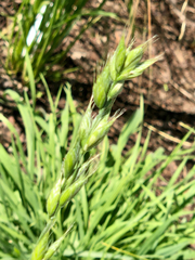 Bromus interruptus