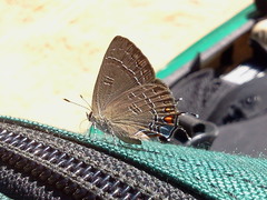Satyrium calanus