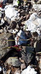 Claytonia multiscapa pacifica