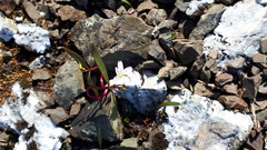 Claytonia multiscapa pacifica