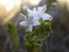 Veronica pauciramosa