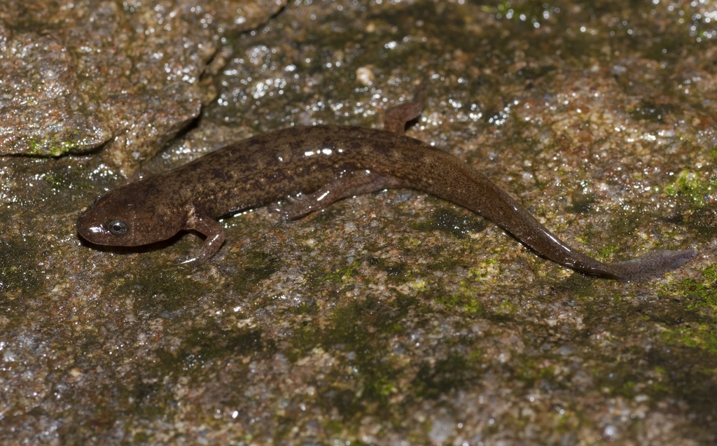 Central Shovel-nosed Dusky Salamander